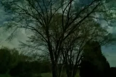 1_tree-in-the-night