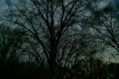 Tree-at-Night-scaled