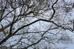 branch-reaching-out