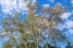 tree-in-sunlight