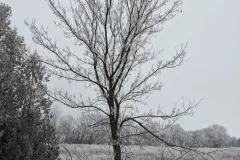 tree-in-winter