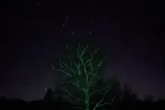 tree_at_night