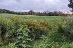 wild-flower-2