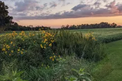 wild-flowers
