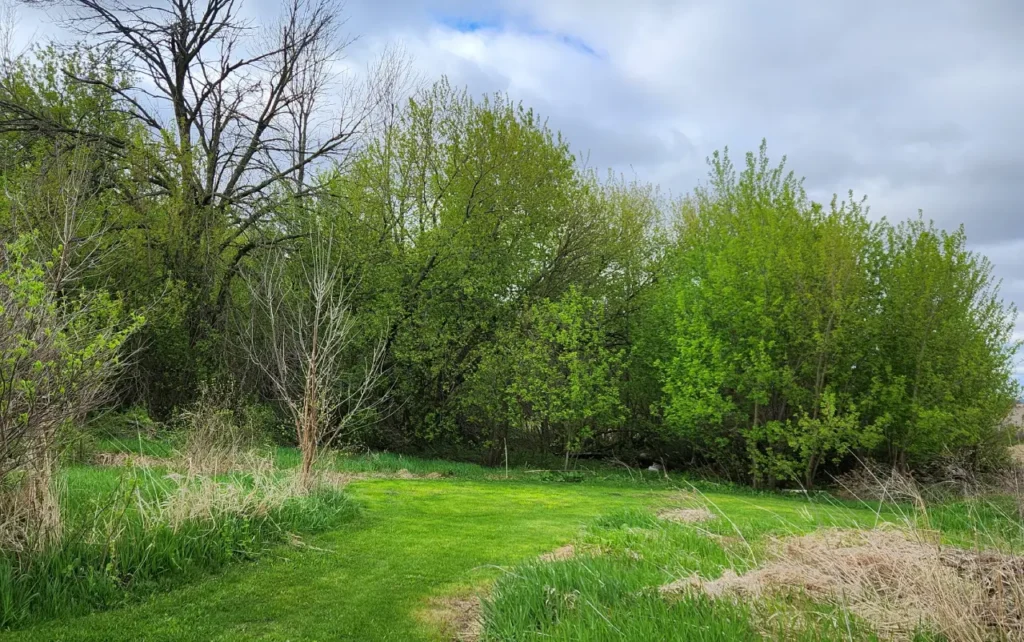 Closeup of a green path in horicon marsh