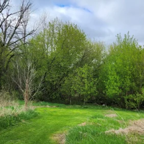 Closeup of a green path in horicon marsh