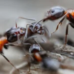 Ants fighting each other