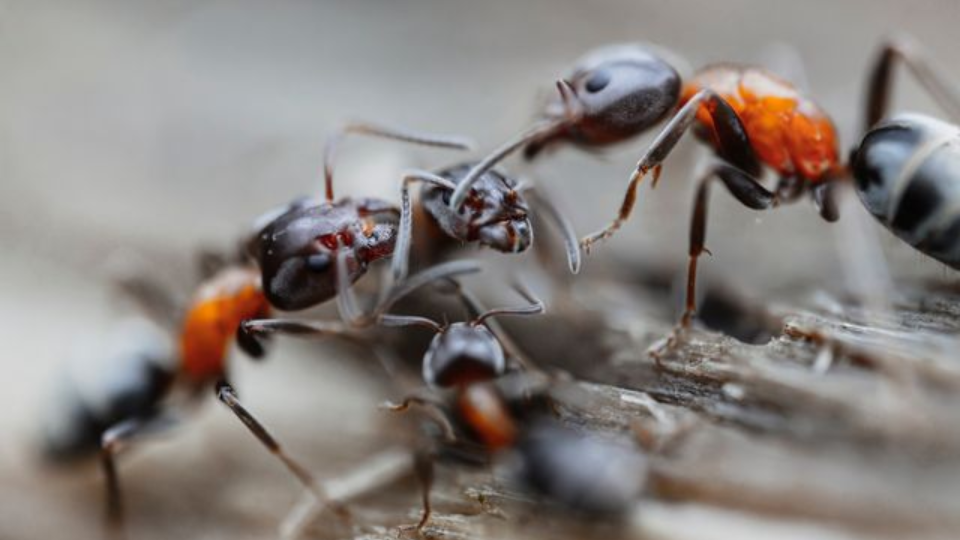 Ants fighting each other